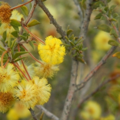 Acacia gunnii (Ploughshare Wattle) at Wanniassa Hill - 21 Aug 2019 by MisaCallaway