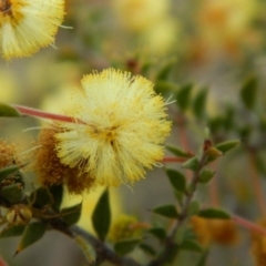 Acacia gunnii at Fadden, ACT - 21 Aug 2019