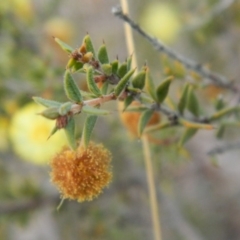 Acacia gunnii at Fadden, ACT - 21 Aug 2019 04:18 PM