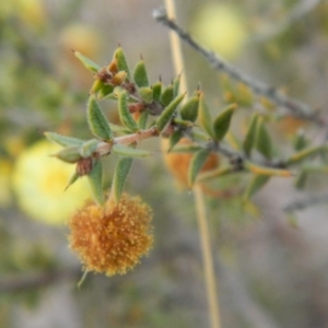 Acacia gunnii at Fadden, ACT - 21 Aug 2019 04:18 PM