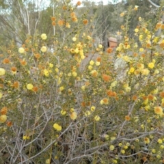 Acacia gunnii at Fadden, ACT - 21 Aug 2019 04:18 PM