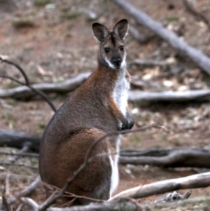 Notamacropus rufogriseus at Majura, ACT - 26 Jul 2019