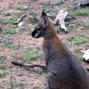 Notamacropus rufogriseus at Majura, ACT - 26 Jul 2019