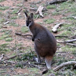 Notamacropus rufogriseus at Majura, ACT - 26 Jul 2019