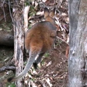 Notamacropus rufogriseus at Majura, ACT - 26 Jul 2019