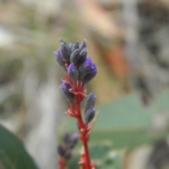 Hardenbergia violacea (False Sarsaparilla) at Wanniassa Hill - 21 Aug 2019 by MisaCallaway