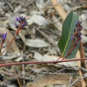Hardenbergia violacea at Fadden, ACT - 21 Aug 2019