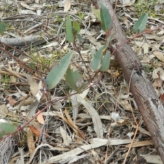 Hardenbergia violacea at Fadden, ACT - 21 Aug 2019