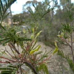 Acacia mearnsii (Black Wattle) at Wanniassa Hill - 21 Aug 2019 by MisaCallaway
