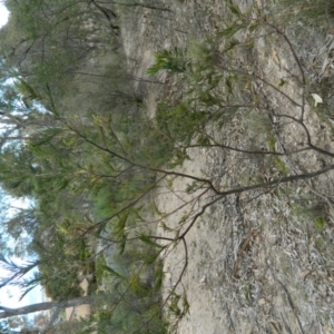 Acacia mearnsii at Fadden, ACT - 21 Aug 2019