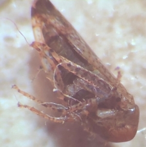 Cicadellidae (family) at Bega, NSW - 17 Aug 2017 02:30 PM