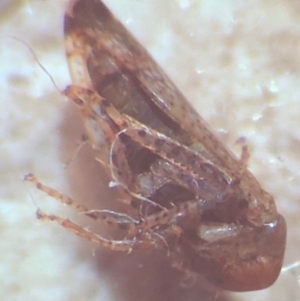 Cicadellidae (family) at Bega, NSW - 17 Aug 2017