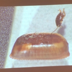 Blattodea (order) (Unidentified cockroach) at Bega River Bioblitz - 17 Aug 2019 by c.p.polec@gmail.com