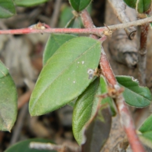 Cotoneaster rotundifolius at Fadden, ACT - 21 Aug 2019