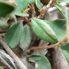 Cotoneaster rotundifolius at Fadden, ACT - 21 Aug 2019 03:53 PM