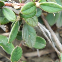 Cotoneaster rotundifolius at Fadden, ACT - 21 Aug 2019