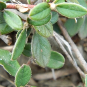 Cotoneaster rotundifolius at Fadden, ACT - 21 Aug 2019