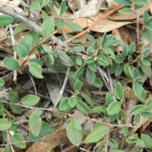 Cotoneaster rotundifolius at Fadden, ACT - 21 Aug 2019 03:53 PM