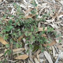 Cotoneaster rotundifolius at Fadden, ACT - 21 Aug 2019