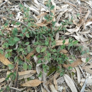 Cotoneaster rotundifolius at Fadden, ACT - 21 Aug 2019 03:53 PM