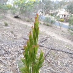 Exocarpos cupressiformis (Cherry Ballart) at Fadden, ACT - 21 Aug 2019 by MisaCallaway