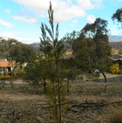 Exocarpos cupressiformis at Fadden, ACT - 21 Aug 2019