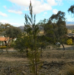 Exocarpos cupressiformis at Fadden, ACT - 21 Aug 2019