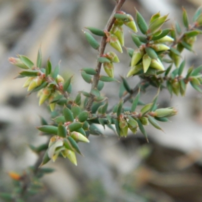 Melichrus urceolatus (Urn Heath) at Fadden, ACT - 21 Aug 2019 by MisaCallaway