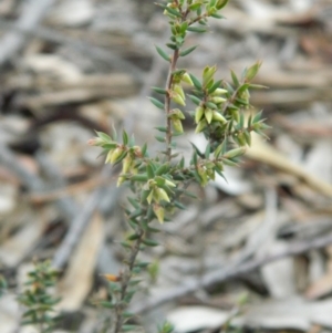 Melichrus urceolatus at Fadden, ACT - 21 Aug 2019 03:53 PM