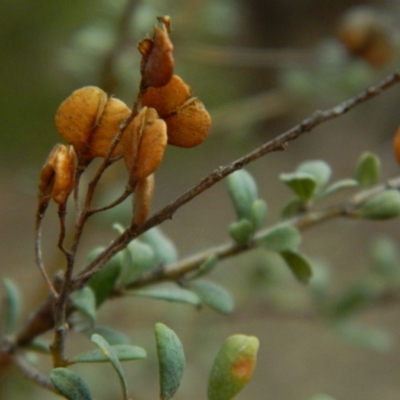 Bursaria spinosa (Native Blackthorn, Sweet Bursaria) at Fadden, ACT - 21 Aug 2019 by MisaCallaway