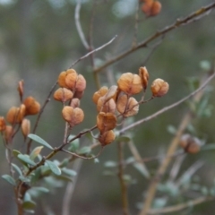 Bursaria spinosa at Fadden, ACT - 21 Aug 2019