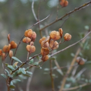 Bursaria spinosa at Fadden, ACT - 21 Aug 2019 04:02 PM