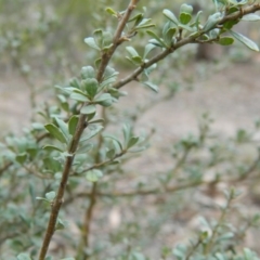 Bursaria spinosa at Fadden, ACT - 21 Aug 2019 04:02 PM