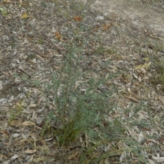 Bursaria spinosa at Fadden, ACT - 21 Aug 2019