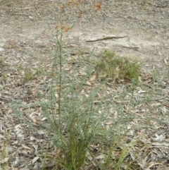 Bursaria spinosa at Fadden, ACT - 21 Aug 2019 04:02 PM