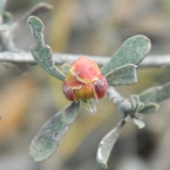 Hibbertia obtusifolia (Grey Guinea-flower) at Wanniassa Hill - 21 Aug 2019 by MisaCallaway