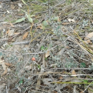 Hibbertia obtusifolia at Fadden, ACT - 21 Aug 2019