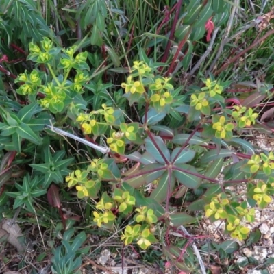 Euphorbia oblongata (Egg-leaf Spurge) at Wanniassa Hill - 21 Aug 2019 by KumikoCallaway