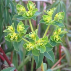 Euphorbia oblongata at Fadden, ACT - 21 Aug 2019 04:21 PM