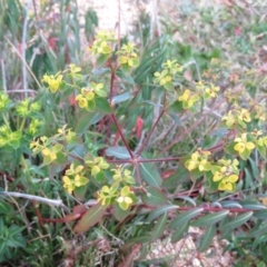 Euphorbia oblongata at Fadden, ACT - 21 Aug 2019
