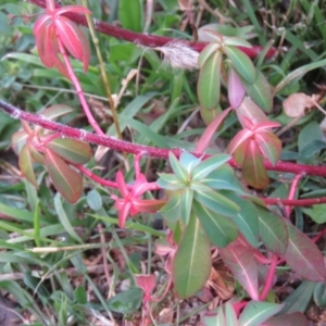 Euphorbia oblongata at Fadden, ACT - 21 Aug 2019 04:21 PM