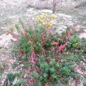 Euphorbia oblongata at Fadden, ACT - 21 Aug 2019