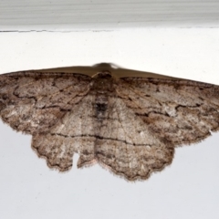 Ectropis excursaria (Common Bark Moth) at Ainslie, ACT - 20 Aug 2019 by jbromilow50