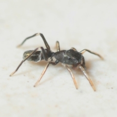 Myrmarachne luctuosa (Polyrachis Ant Mimic Spider) at Bega, NSW - 17 Aug 2019 by Harrisi