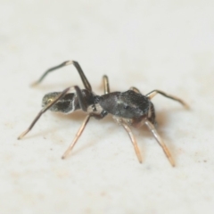 Myrmarachne luctuosa (Polyrachis Ant Mimic Spider) at Bega River Bioblitz - 17 Aug 2019 by Harrisi