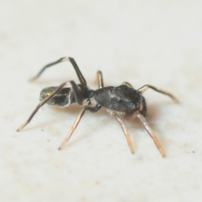 Myrmarachne luctuosa (Polyrachis Ant Mimic Spider) at Bega River Bioblitz - 17 Aug 2019 by Harrisi