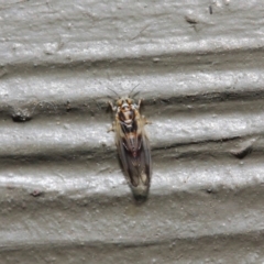 Psyllidae sp. (family) (Unidentified psyllid or lerp insect) at Hackett, ACT - 19 Aug 2019 by TimL