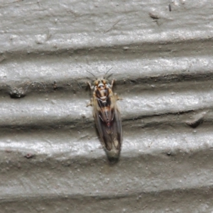 Psyllidae sp. (family) at Hackett, ACT - 19 Aug 2019 12:11 PM