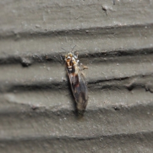 Psyllidae sp. (family) at Hackett, ACT - 19 Aug 2019 12:11 PM