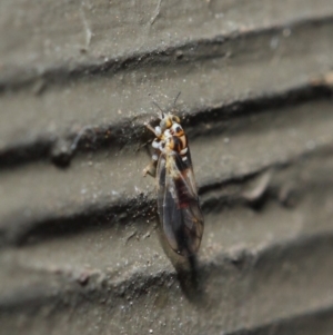 Psyllidae sp. (family) at Hackett, ACT - 19 Aug 2019